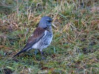 Kramsvogel  Kramsvogel fouragerend op dijk naar wormen : Turdus pilaris