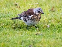 Turdus pilaris 70, Kramsvogel, Saxifraga-Bart Vastenhouw