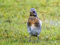 Turdus pilaris 71, Kramsvogel, Saxifraga-Bart Vastenhouw