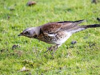 Turdus pilaris 72, Kramsvogel, Saxifraga-Bart Vastenhouw