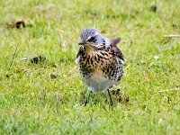 Turdus pilaris 73, Kramsvogel, Saxifraga-Bart Vastenhouw