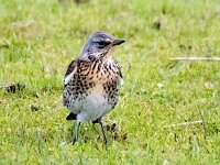 Turdus pilaris 74, Kramsvogel, Saxifraga-Bart Vastenhouw