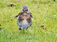 Turdus pilaris 75, Kramsvogel, Saxifraga-Bart Vastenhouw