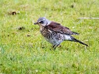 Turdus pilaris 76, Kramsvogel, Saxifraga-Bart Vastenhouw