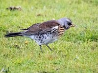 Turdus pilaris 77, Kramsvogel, Saxifraga-Bart Vastenhouw