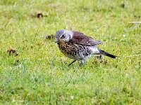 Turdus pilaris 78, Kramsvogel, Saxifraga-Bart Vastenhouw