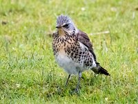 Turdus pilaris 79, Kramsvogel, Saxifraga-Bart Vastenhouw