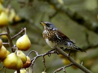 Turdus pilaris 8, Kramsvogel, Saxifraga-Piet Munsterman