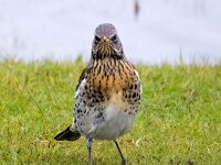 Turdus pilaris 80, Kramsvogel, Saxifraga-Bart Vastenhouw