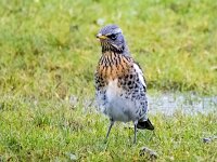 Turdus pilaris 81, Kramsvogel, Saxifraga-Bart Vastenhouw
