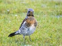 Turdus pilaris 82, Kramsvogel, Saxifraga-Bart Vastenhouw