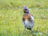 Turdus pilaris 83, Kramsvogel, Saxifraga-Bart Vastenhouw