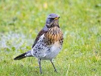 Turdus pilaris 84, Kramsvogel, Saxifraga-Bart Vastenhouw