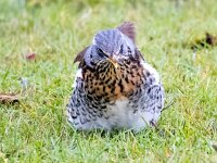 Turdus pilaris 85, Kramsvogel, Saxifraga-Bart Vastenhouw