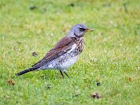 Turdus pilaris 86, Kramsvogel, Saxifraga-Bart Vastenhouw