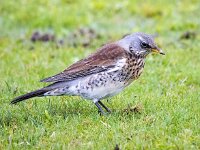 Turdus pilaris 87, Kramsvogel, Saxifraga-Bart Vastenhouw