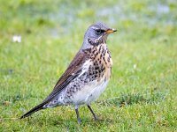 Turdus pilaris 88, Kramsvogel, Saxifraga-Bart Vastenhouw