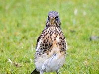 Turdus pilaris 89, Kramsvogel, Saxifraga-Bart Vastenhouw