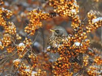 Turdus pilaris 9, Kramsvogel, Saxifraga-Piet Munsterman