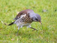 Turdus pilaris 90, Kramsvogel, Saxifraga-Bart Vastenhouw