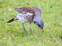 Turdus pilaris 91, Kramsvogel, Saxifraga-Bart Vastenhouw