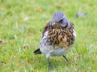Turdus pilaris 92, Kramsvogel, Saxifraga-Bart Vastenhouw