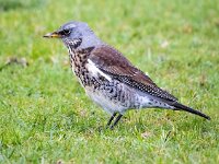 Turdus pilaris 93, Kramsvogel, Saxifraga-Bart Vastenhouw