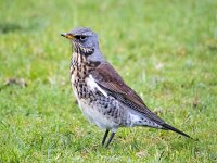 Turdus pilaris 94, Kramsvogel, Saxifraga-Bart Vastenhouw
