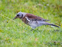 Turdus pilaris 95, Kramsvogel, Saxifraga-Bart Vastenhouw