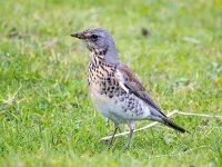 Turdus pilaris 96, Kramsvogel, Saxifraga-Bart Vastenhouw
