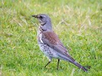 Turdus pilaris 97, Kramsvogel, Saxifraga-Bart Vastenhouw