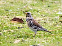 Turdus pilaris 98, Kramsvogel, Saxifraga-Bart Vastenhouw