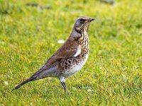 Turdus pilaris 99, Kramsvogel, Saxifraga-Bart Vastenhouw