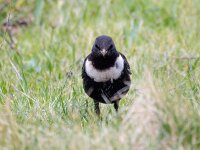 Turdus torquatus 12, Beflijster, Saxifraga-Bart Vastenhouw