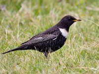Turdus torquatus 13, Beflijster, Saxifraga-Bart Vastenhouw