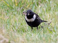 Turdus torquatus 15, Beflijster, Saxifraga-Bart Vastenhouw