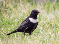 Turdus torquatus 17, Beflijster, Saxifraga-Bart Vastenhouw