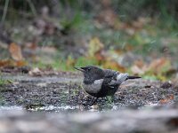 Turdus torquatus 6, Beflijster, Saxifraga-Mark Zekhuis