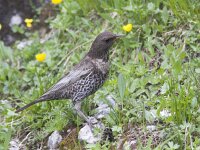Turdus torquatus ssp alpestris 1, Beflijster, Saxifraga-Mark Zekhuis