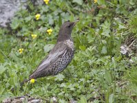 Turdus torquatus ssp alpestris 2, Beflijster, Saxifraga-Mark Zekhuis