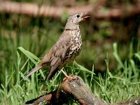Turdus viscivorus 2, Grote lijster, Saxifraga-Jan Nijendijk