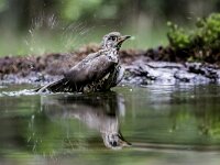Turdus viscivorus 36, Grote lijster, adult, Saxifraga-Theo Verstrael