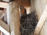 Tyto alba 19, Kerkuil, Saxifraga-Mark Zekhuis