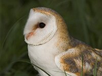 Tyto alba 2, Kerkuil, Saxifraga-Martin Mollet