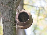 Tyto alba 20, Kerkuil, Saxifraga-Mark Zekhuis