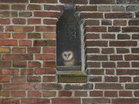 Tyto alba 26, Kerkuil, Saxifraga-Tom Heijnen