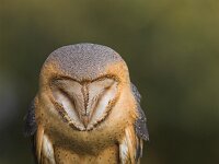 Tyto alba ssp guttata 11, Kerkuil, Saxifraga-Martin Mollet