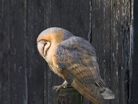 Tyto alba ssp guttata 12, Kerkuil, Saxifraga-Martin Mollet
