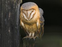 Tyto alba ssp guttata 9, Kerkuil, Saxifraga-Martin Mollet