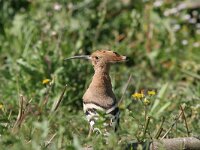 Upupa epops 10, Hop, Saxifraga-Luc Hoogenstein